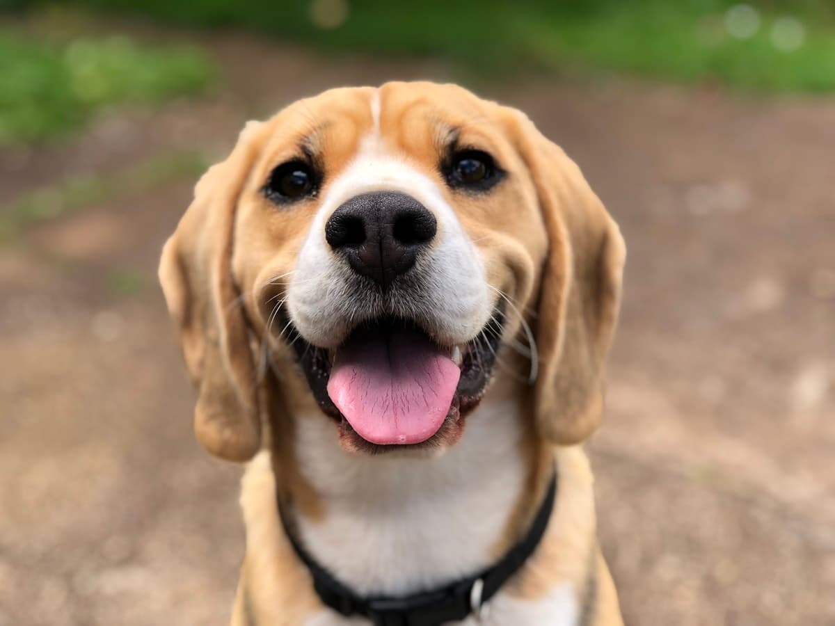 Geretteter Hund
